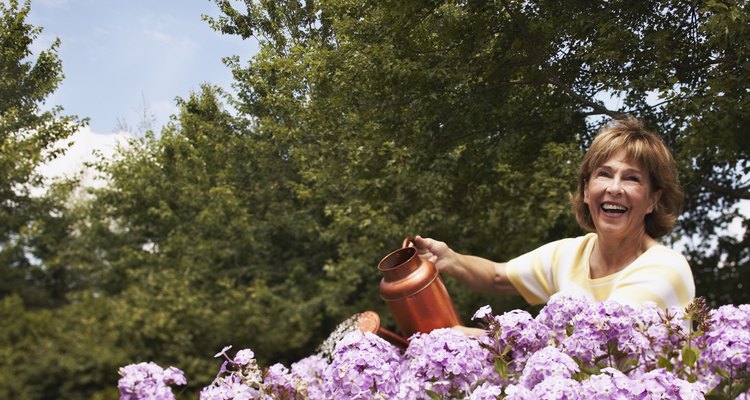 Mujer regando hortensias lilas.
