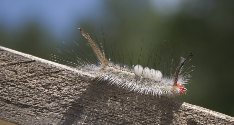 White-marked Tussock Moth caterpillar