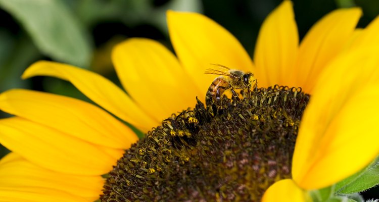 Explica cómo las hormigas, al igual que las abejas o avispas, viven en un grupo llamado colonia.