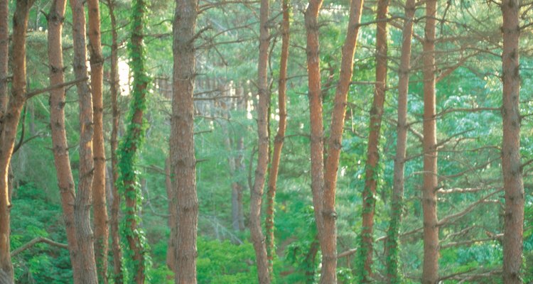 Los troncos de los árboles se clasifican como tallos leñosos.
