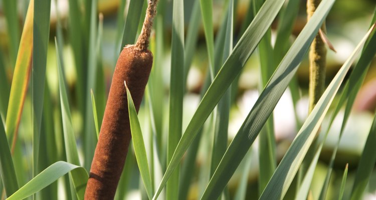 Plantas de agua dulce.