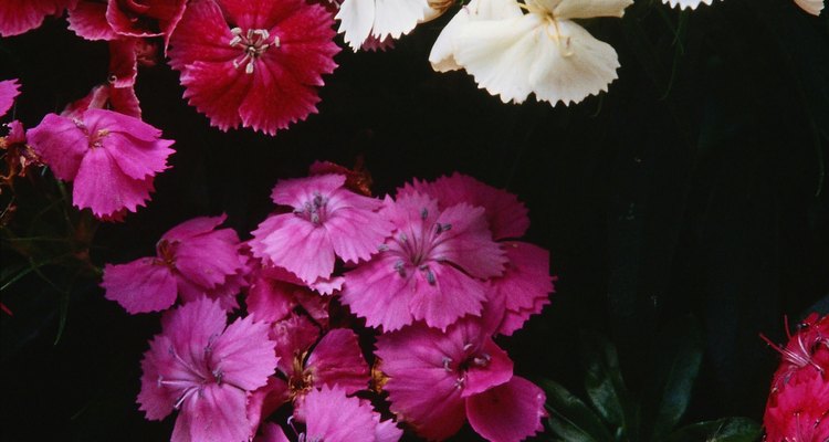 Las floraciones de claveles en tonos de rojo, rosado, blanco y lavanda.