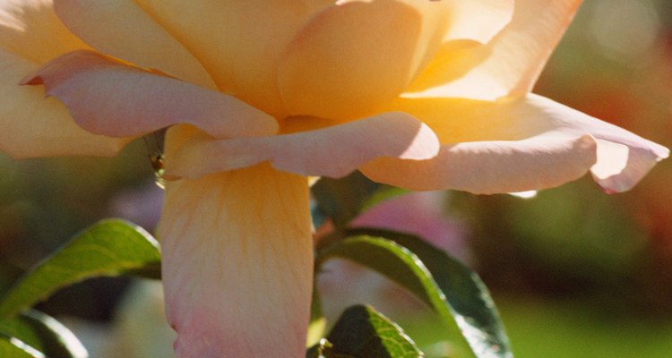 Whiteflies attack a wide range of plants, including roses.