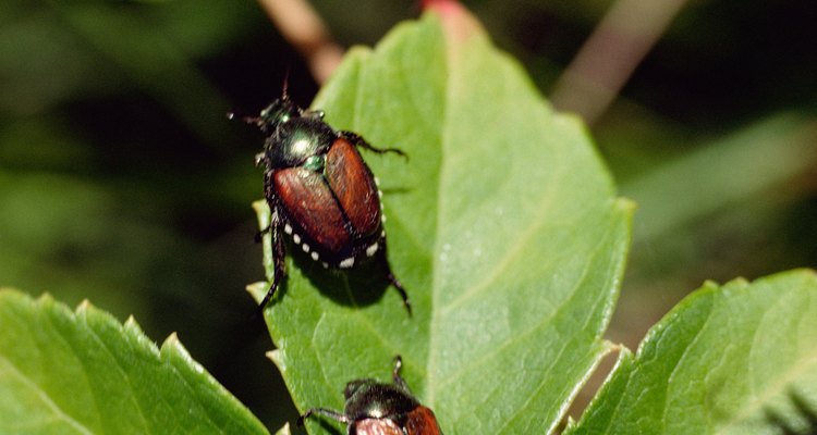 Los escarabajos vienen en muchas variedades, desde las pequeñas mariquitas a los escarabajos de grandes cuernos.