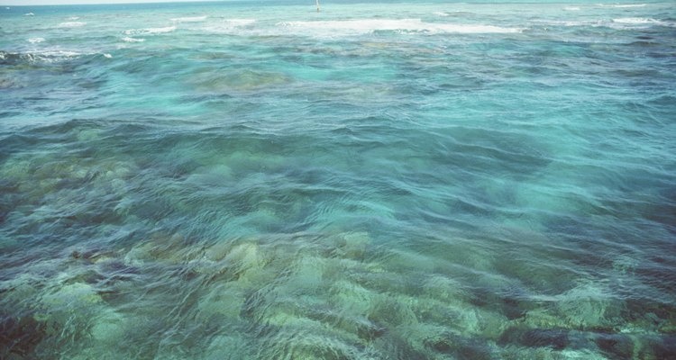 Os recifes de coral são a casa de muitas espécies de animais