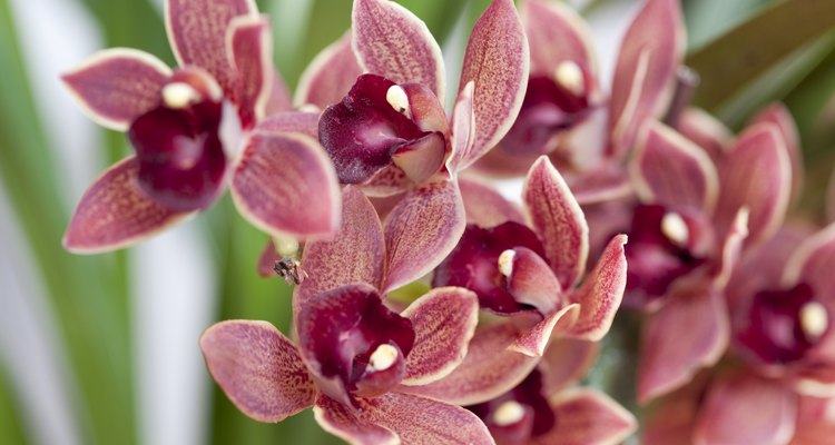 Las orquídeas son epífitas que obtienen sus nutrientes del aire.