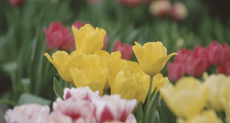 Un tulipán es descrito como una flor vistosa debido a su característica llamativa.