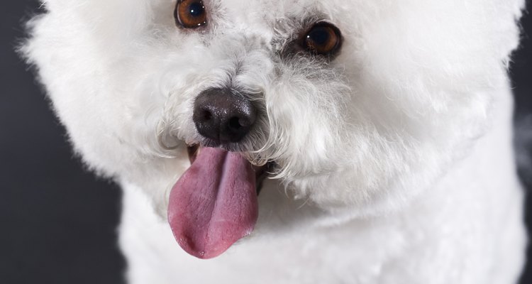 Decide dónde comerá tu bichon frise su comida.