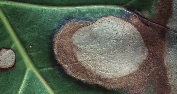 Si mandas la muestra de una planta muerta a un laboratorio, manda una que contenga ambas partes, la sana y la enferma.