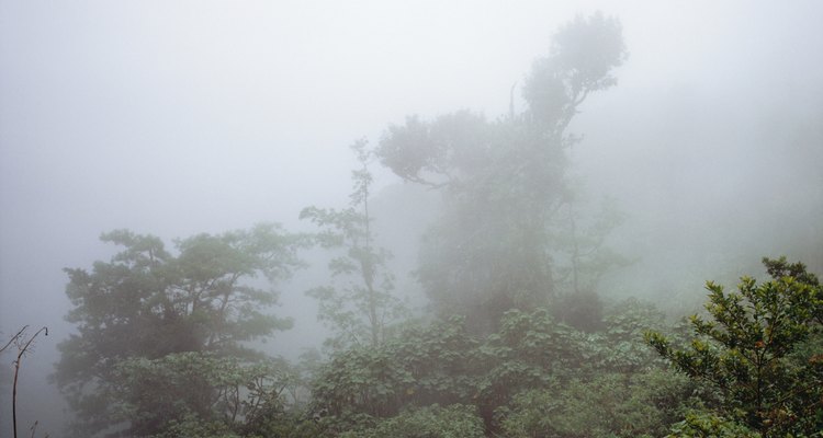 Las selvas tropicales a menudo reciben más de 100 pulgadas (254 cm) de lluvia al año.