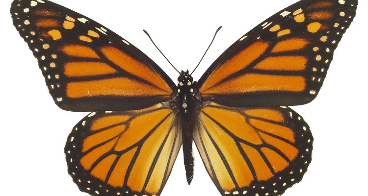 As borboletas são uma das muitas espécies de insetos que sofrem metamorfose completa