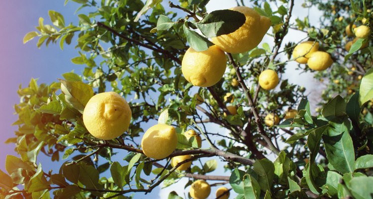 Os limoeiros enriquecem a paisagem dos pomares das regiões quentes