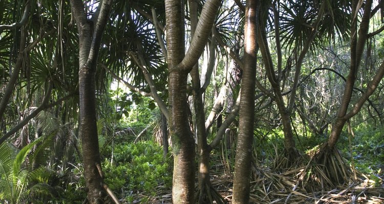 Las palmeras muestran un sistema de raíces fibrosas.
