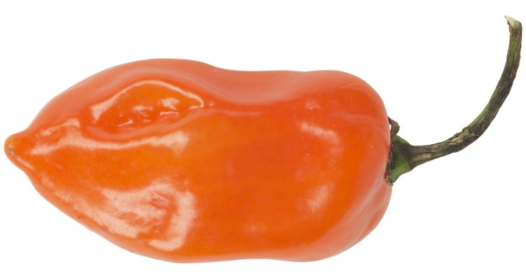 A pimenta habanero está entre as mais picantes do mundo