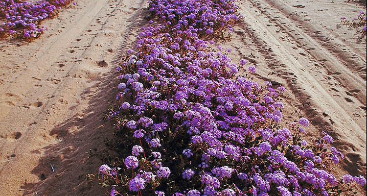 Una cubierta de tierra, cultiva verbena hasta cerca de 6 pulgadas (15,24 cm) de altura.