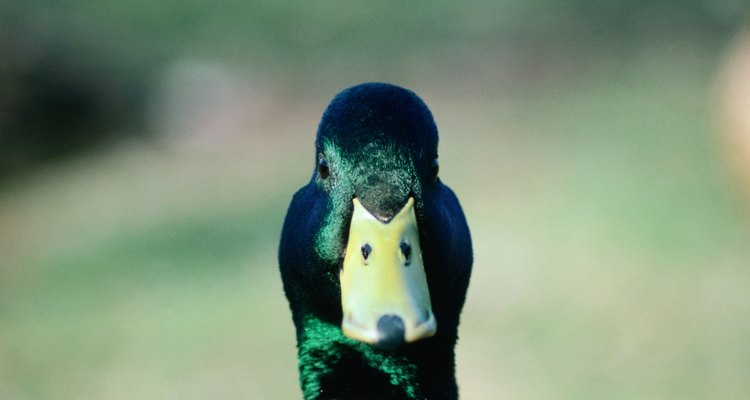 La cabeza del pato macho toma un color verde brillante durante el apareamiento.