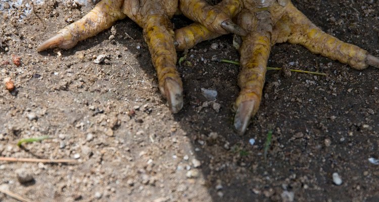 Os pés de uma galinha tem unhas afiadas que permitem ciscar a terra à procura de alimento