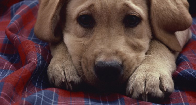 No quites la alfombra para eliminar el olor a orina de perro.