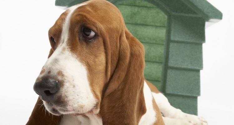 Si tienes un patio trasero seguro, puedes construir una cucha de perros para que tu mascota duema afuera cuando quiera.