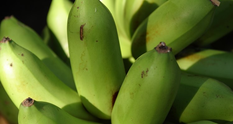 Plantains and bananas are easily mistaken for one another.