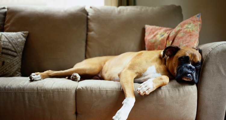 La cómoda siesta de tu perro, a menudo deja un desastre peludo en tu sofá.