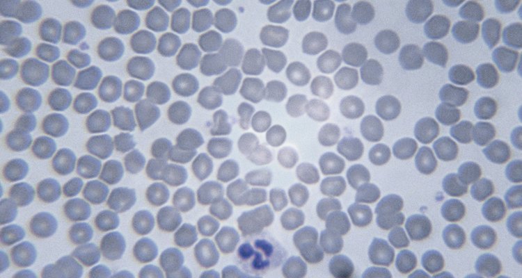 Los leucocitos son las células que defienden el organismo de las infecciones.