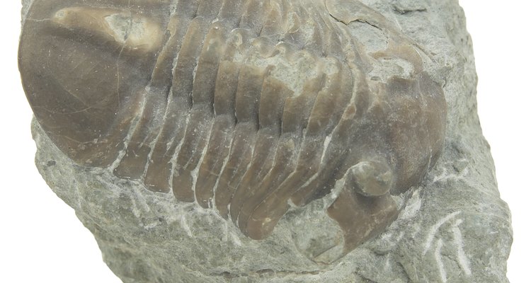 Los trilobites acuáticos se desarrollaron en los mares carboníferos.