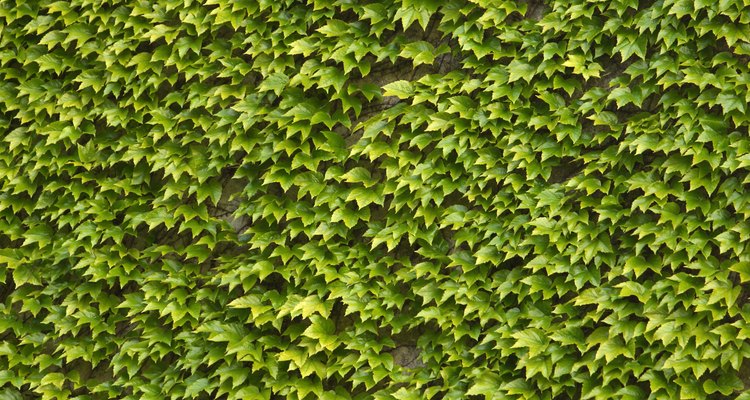 Muros podem ser cobertos com plantas para ficarem mais atraentes