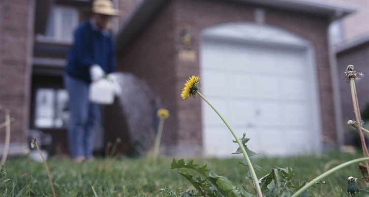 Elimina hierbas mientras mantienes la salud de tu césped con métodos naturales.