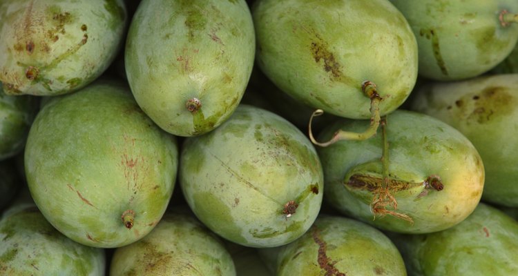 As mangas são colhidas ainda verdes para serem artificialmente amadurecidas depois