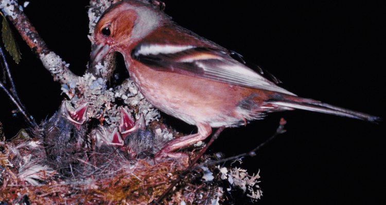 A male chaffinch feeds his young.