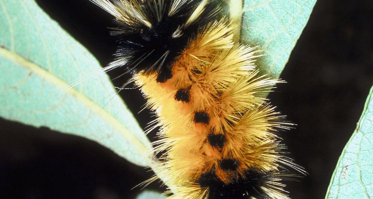 A maioria das lagartas peludas são larvas de mariposas