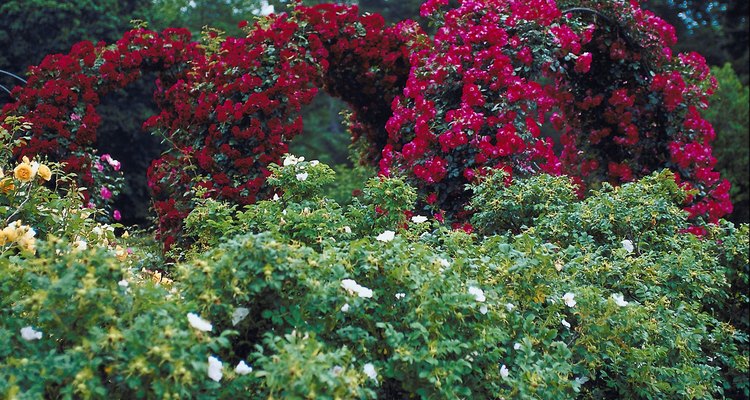 Arcos podem ser cobertos com flores e folhas