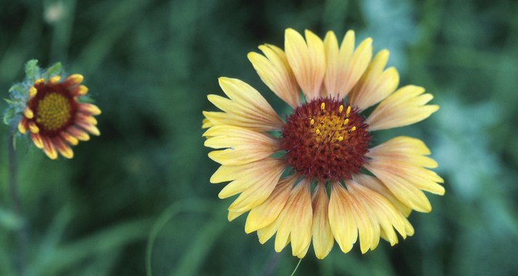 Gaillardia is grown for its large, daisy-like flowers.