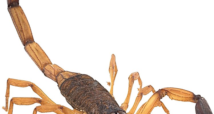 Um picada de escorpião deathstalker pode causar febre, convulsões e outros problemas graves