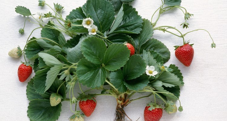 Morangueiros produzem novas plantas que podem ser usadas como mudas