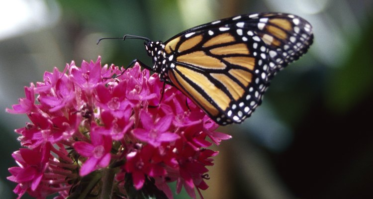 Las mariposas monarca solo viven de dos a seis semanas.