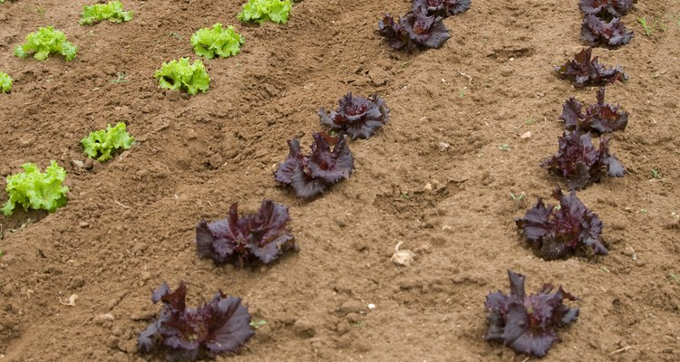 El suelo transfiere nutrientes necesarios para las plantas.
