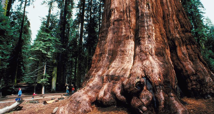 El ser viviente más grande del planeta, el árbol llamado General Sherman Tree, está cerca de Lodgepole Campground.
