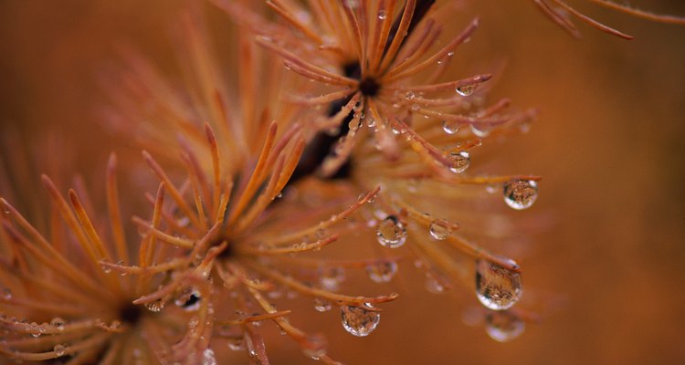 Brown needles come from several pathogens.