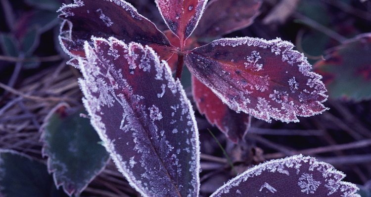 Las temperaturas bajo cero pueden hacer que las células de la planta se congelen, se rompan y se sequen.