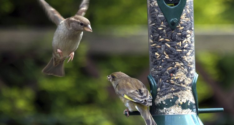 Bird Feeder