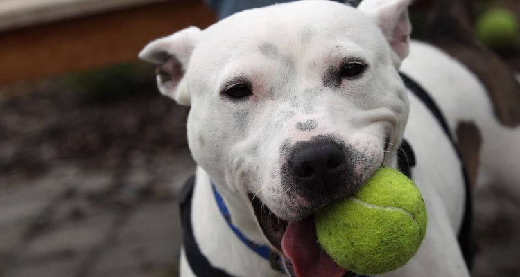 De todas las razas, el pitbull no es el perro que muerde más fuerte.