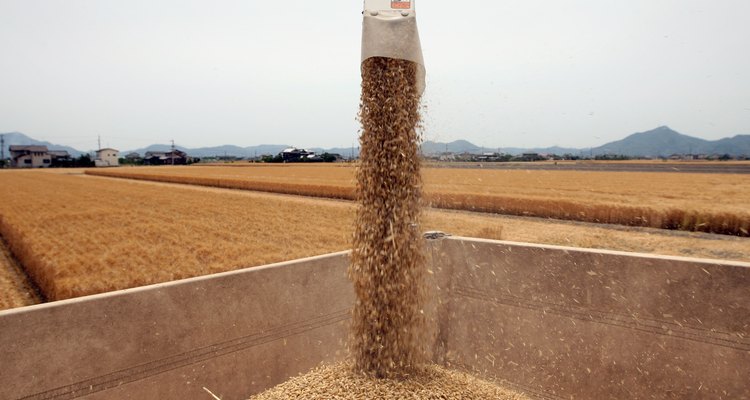 Wheat Harvesting Season Begins In Japan