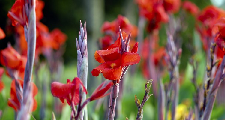 red gladiola