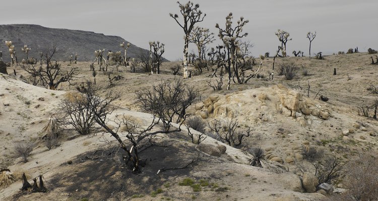 Las ratas canguro habitan en el desierto.