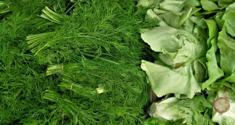 Close-up of parsley