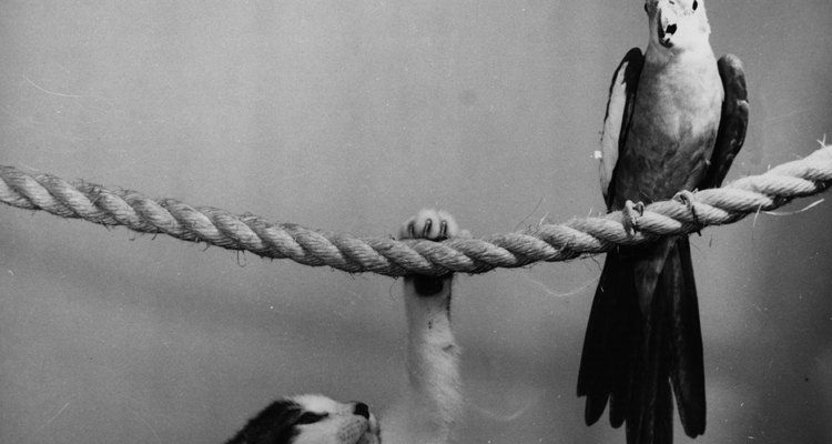 Cats have an innate instinct to chase birds.