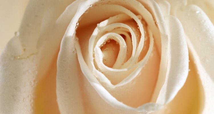 Close-up of a rose