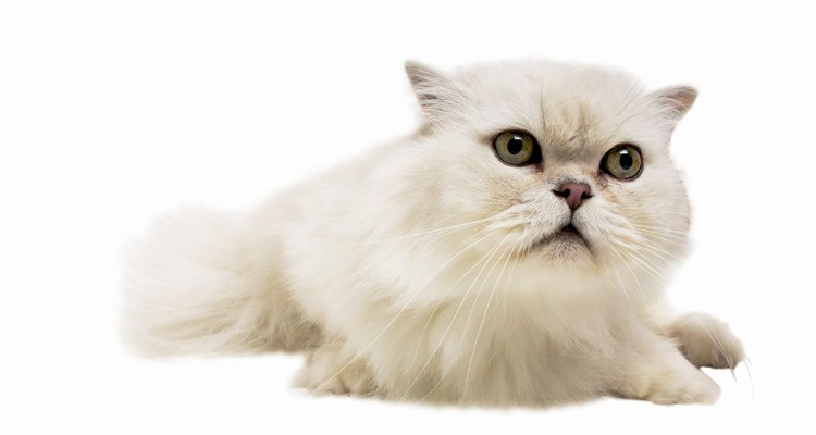 El felino sociable.